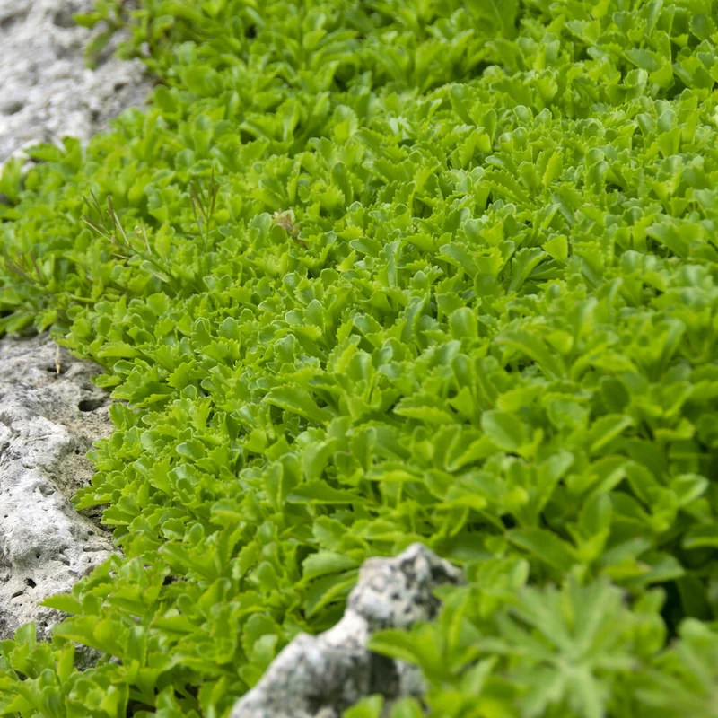 Sedum du Kamtschaka