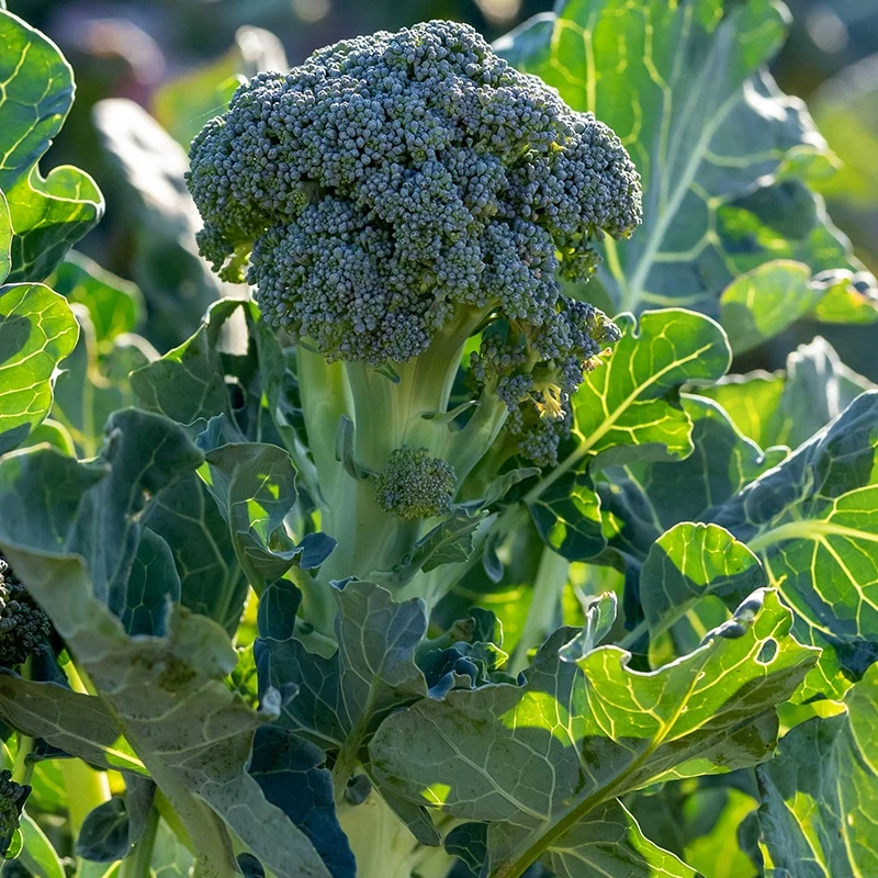 Chou brocoli Atlantis F1