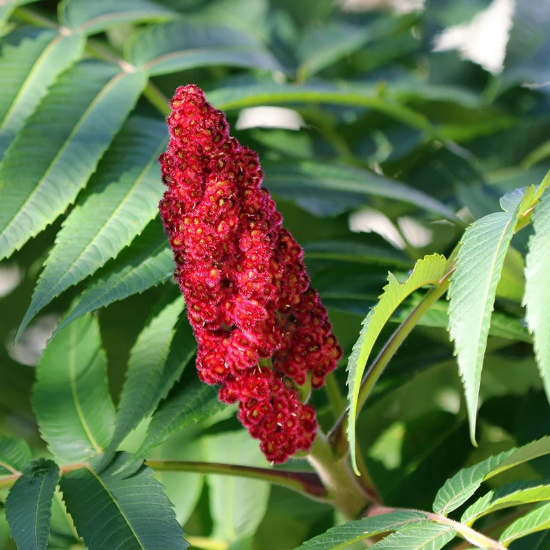 Sumac de Virginie