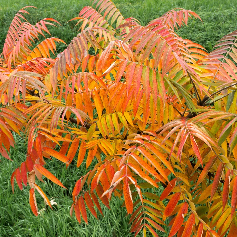 Sumac de Virginie