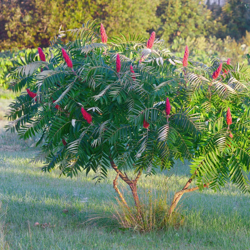 Sumac de Virginie