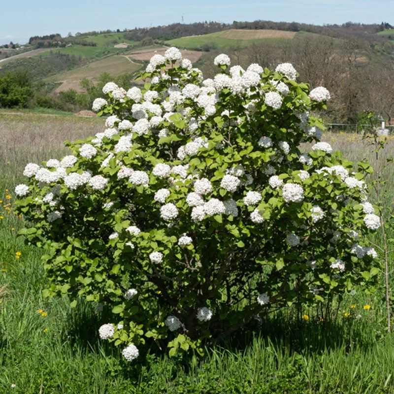 Viorne de Carle