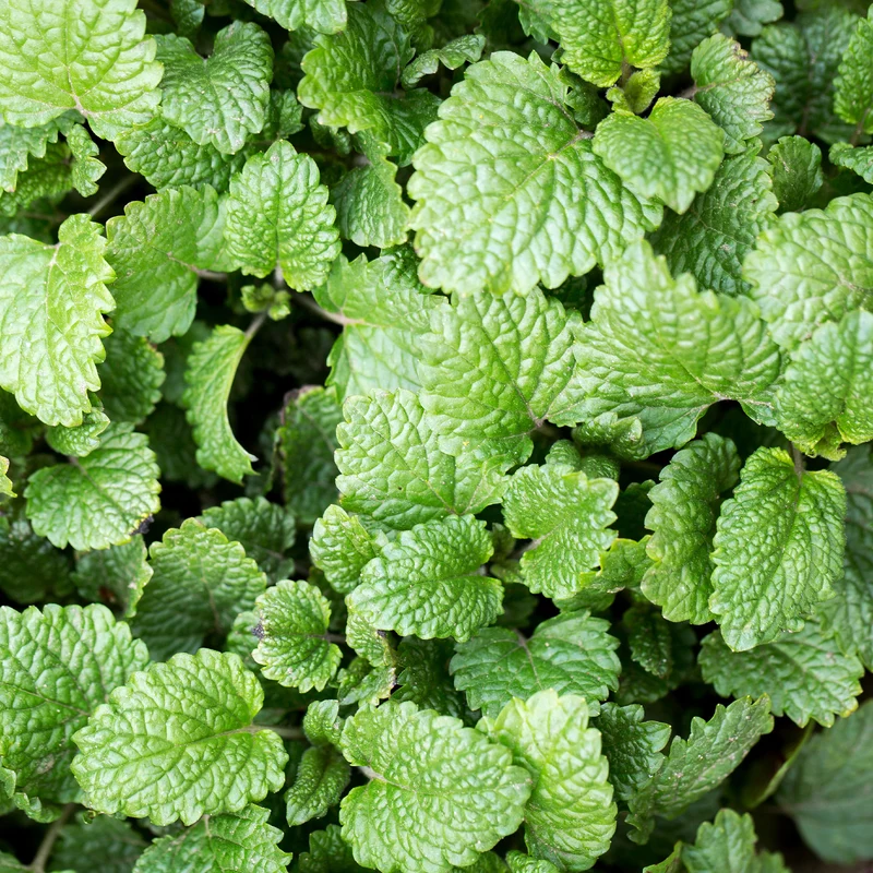 Mélisse officinale