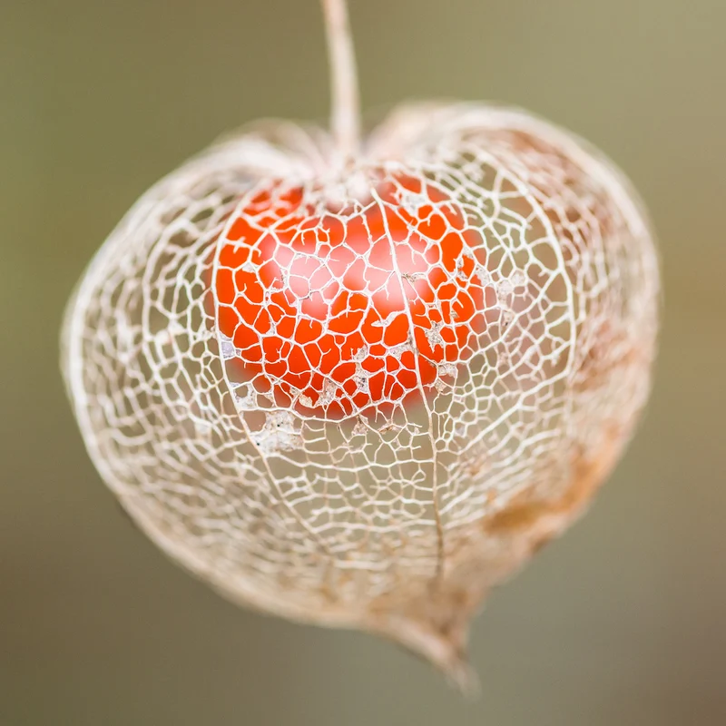 Physalis franchetii - Amour en cage