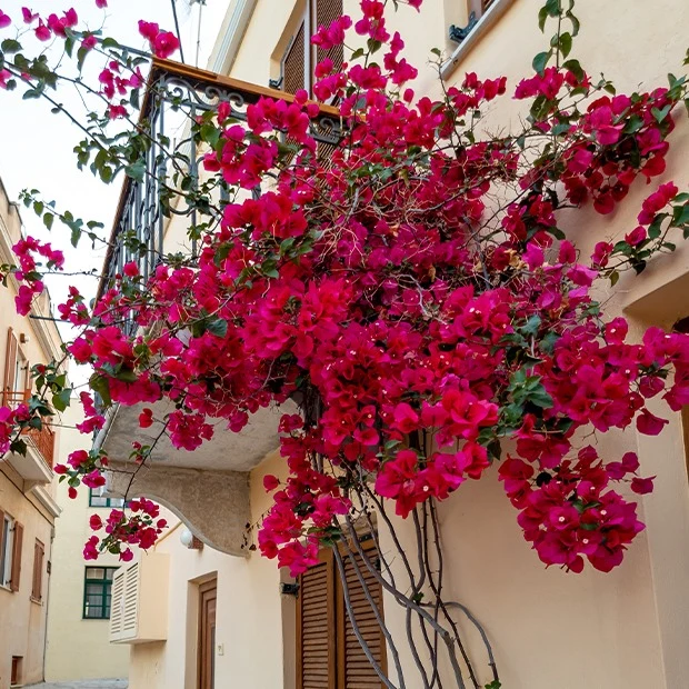 Bougainvillier Rouge