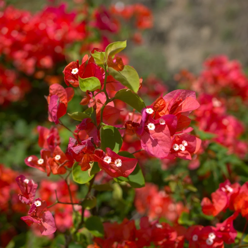 Bougainvillier Rouge