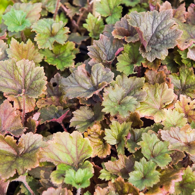 Tellime à grandes fleurs Rubra