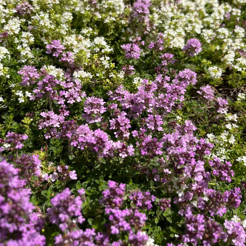Thym précoce Coccineus