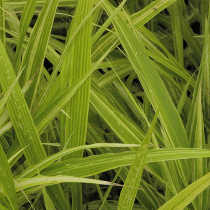 Herbe du Japon Albovariegata