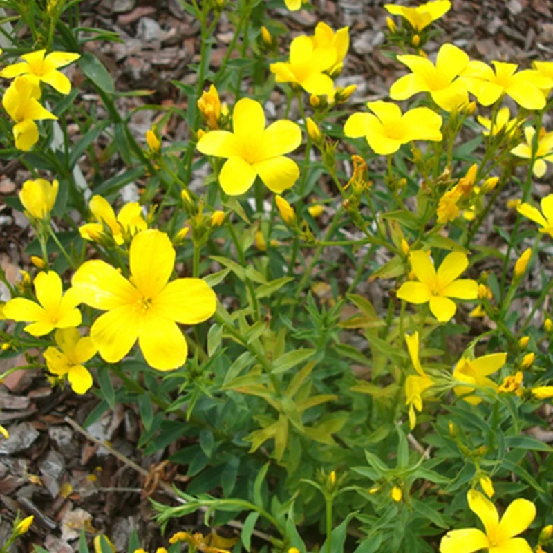 Lin jaune