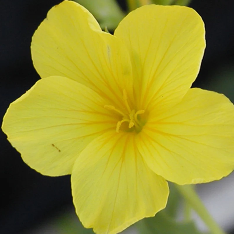 Lin jaune