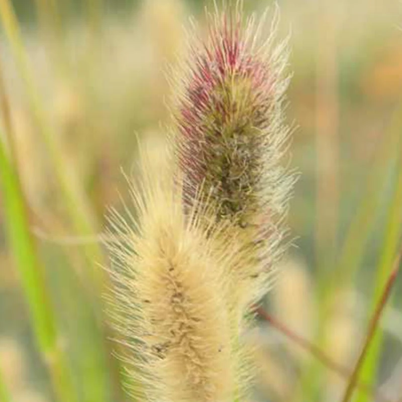 Herbe aux écouvillons Red Buttons - Pennisetum