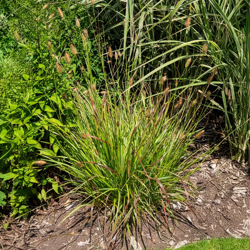 Herbe aux écouvillons Red Buttons - Pennisetum