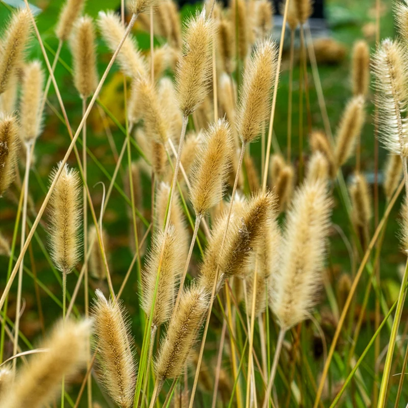 Herbe aux écouvillons Red Buttons - Pennisetum