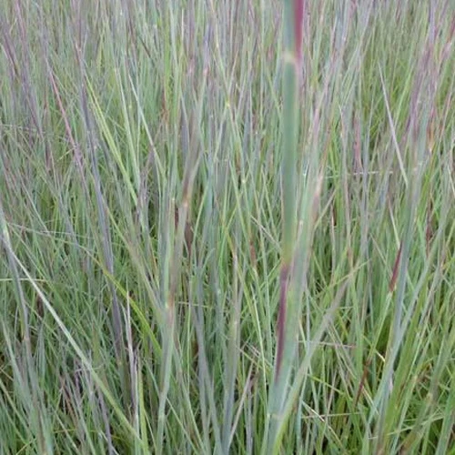 Andropogon Prairie Blues