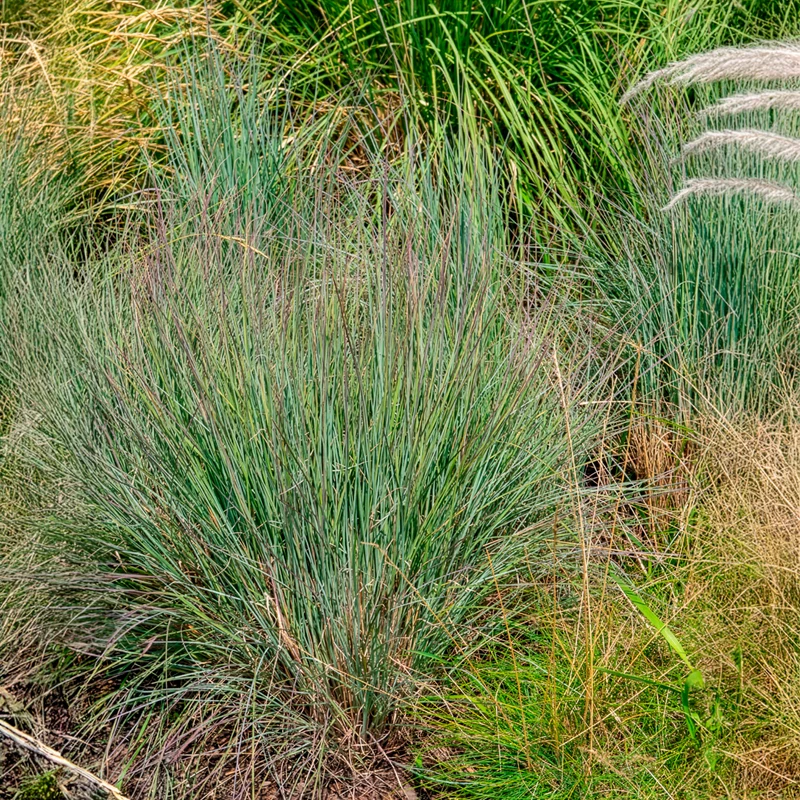 Andropogon