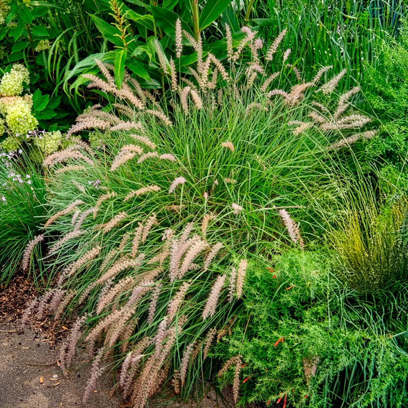 Herbe aux écouvillons Gelbstiel - Pennisetum