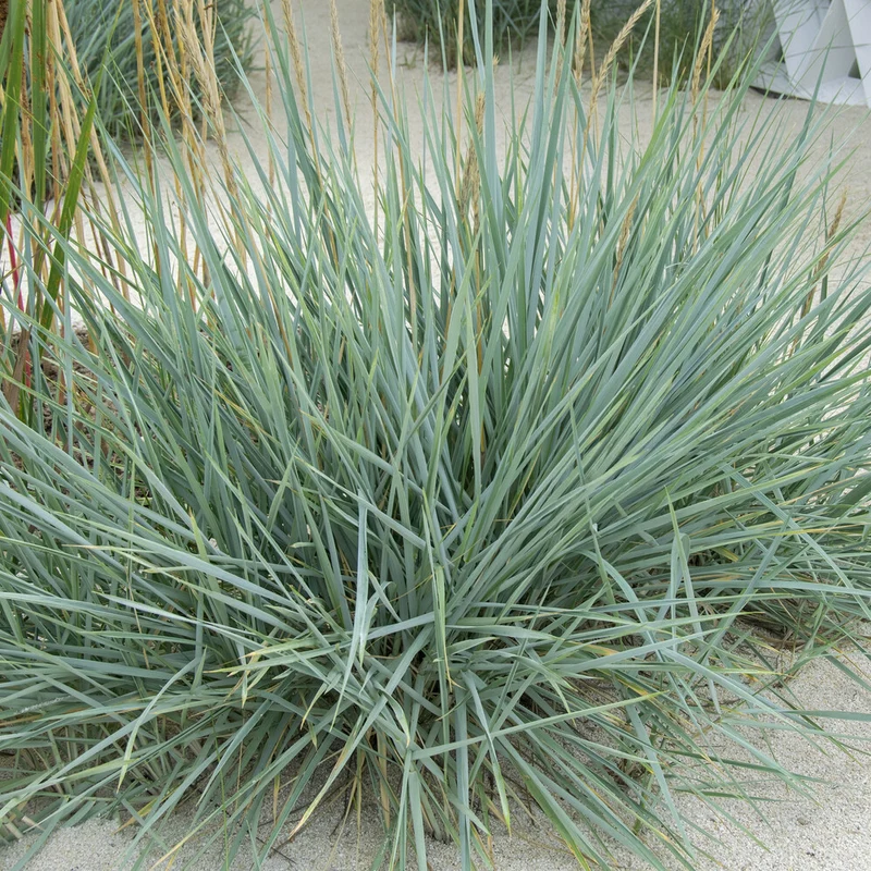Seigle de mer Blue Dune