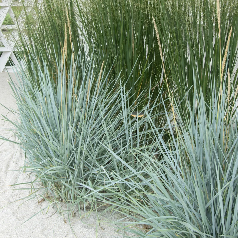 Seigle de mer Blue Dune