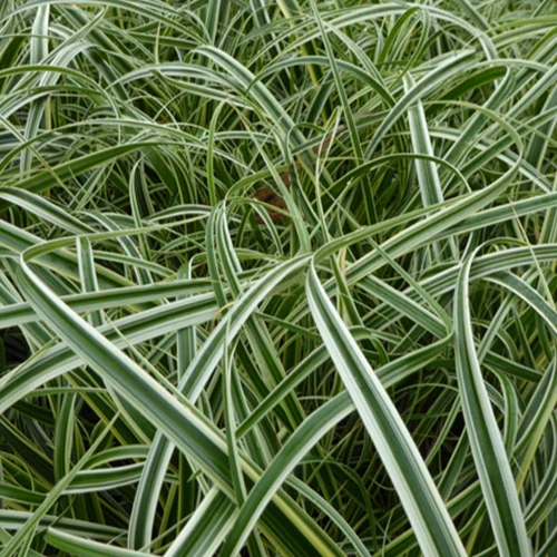 Laîche Feather Falls - Carex