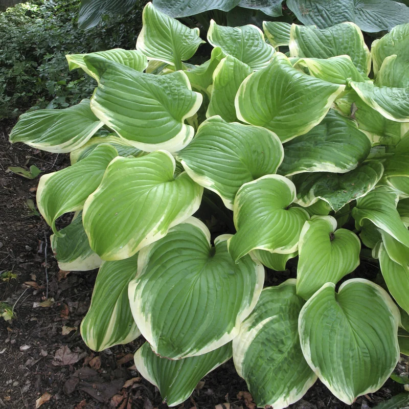 Hosta Fragrant Bouquet