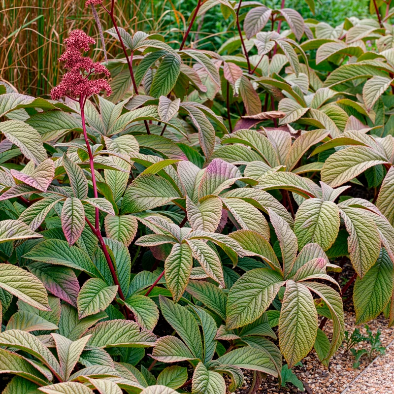 Rodgersia Chocolate Wings
