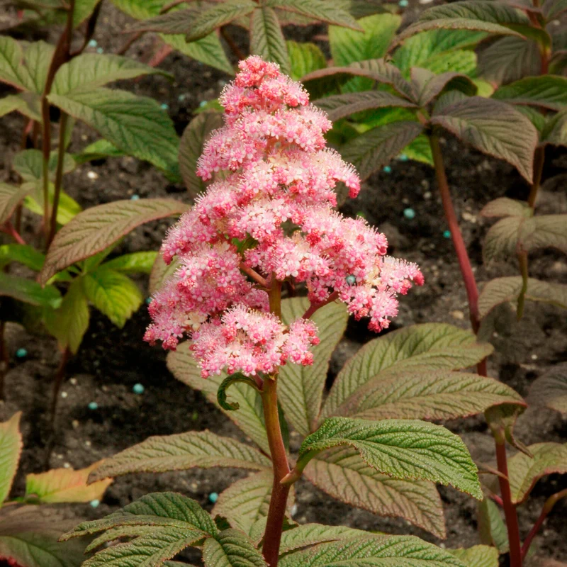Rodgersia Chocolate Wings