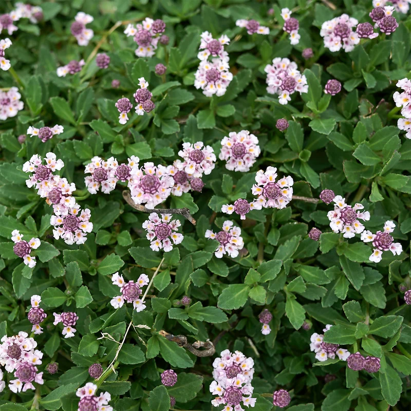 Verveine nodiflore Phyla rampant