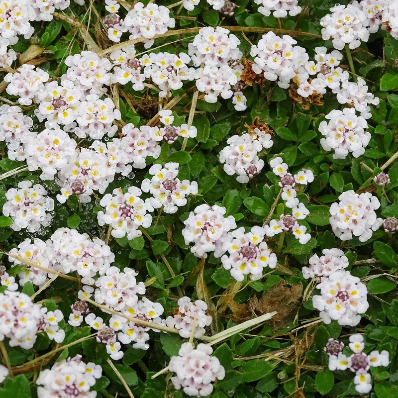 Verveine nodiflore Phyla rampant