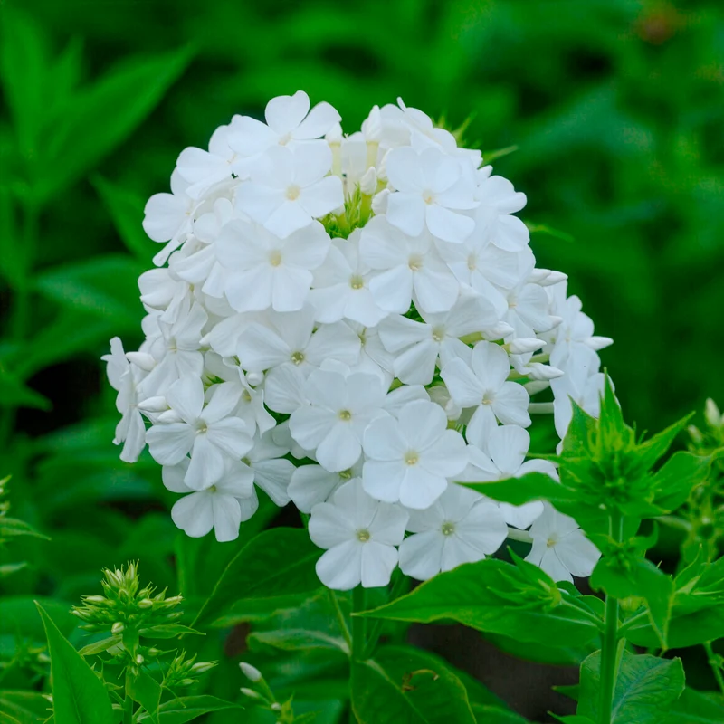 Phlox paniculé Fujiyama