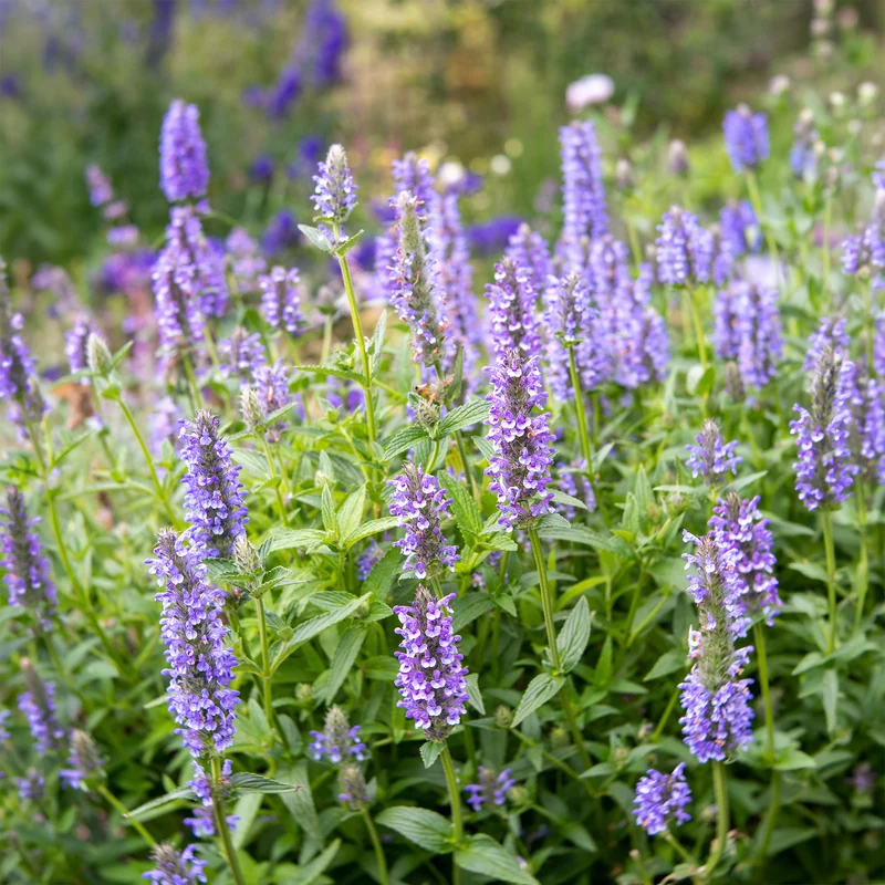Nepeta nervurée
