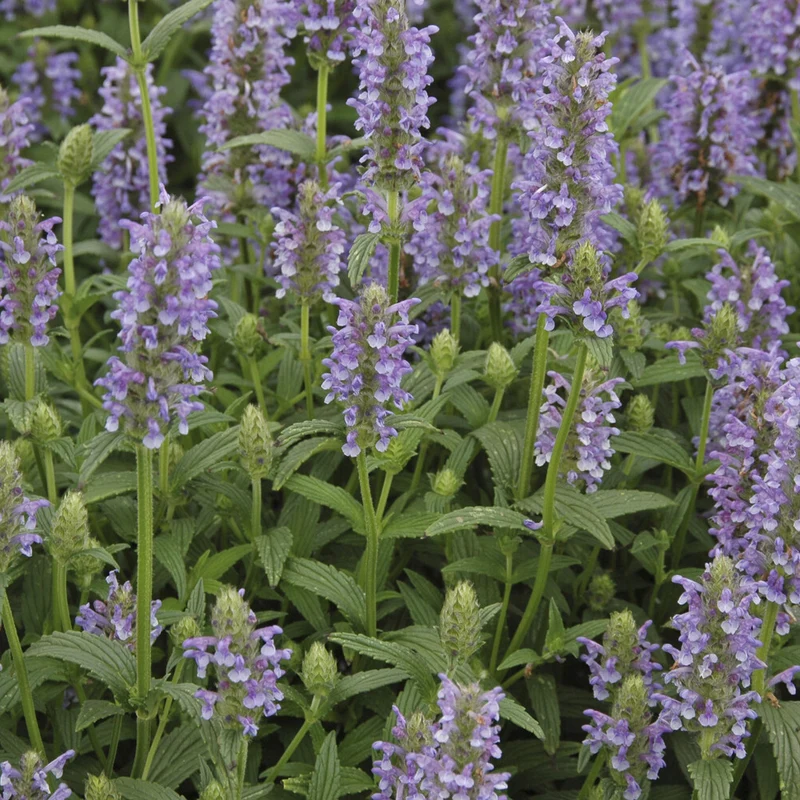 Nepeta nervurée