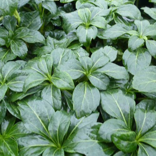Pachysandre Green Sheen