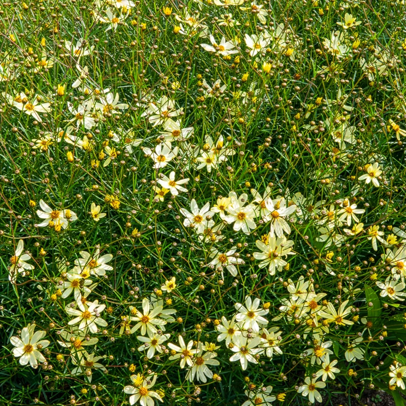 Coreopsis verticillé Moonbeam