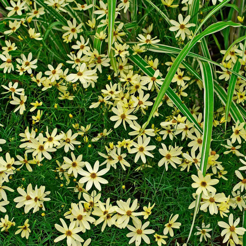 Coreopsis verticillé Moonbeam