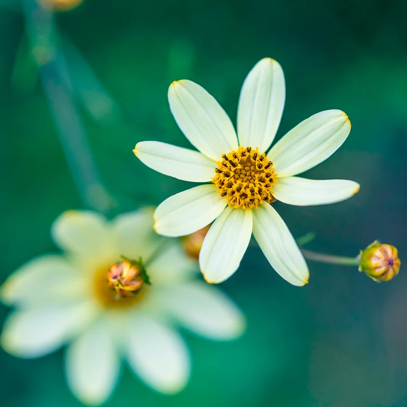 Coreopsis verticillé Moonbeam
