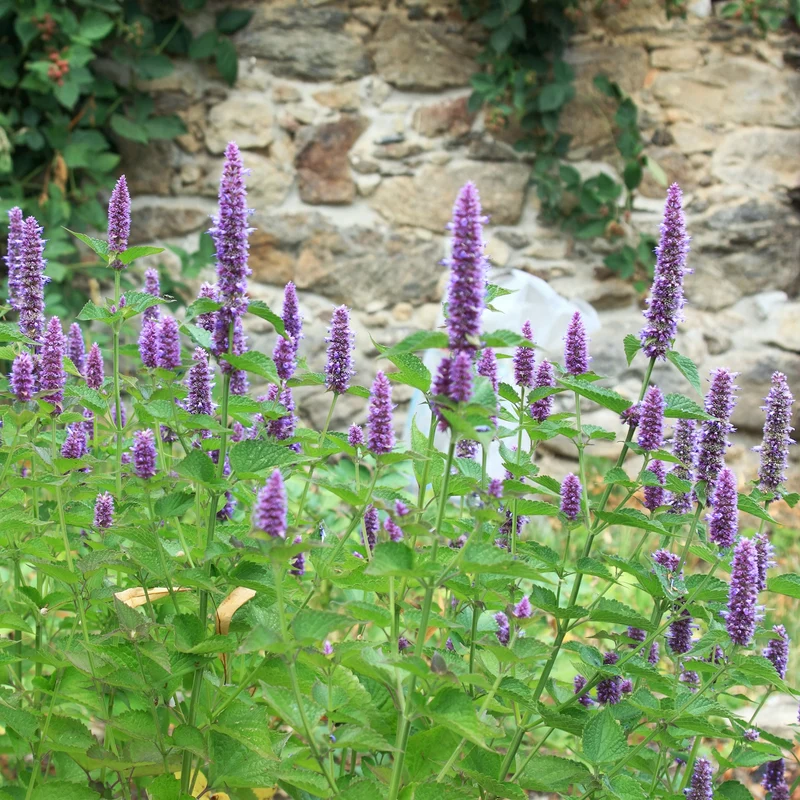 Agastache fenouil