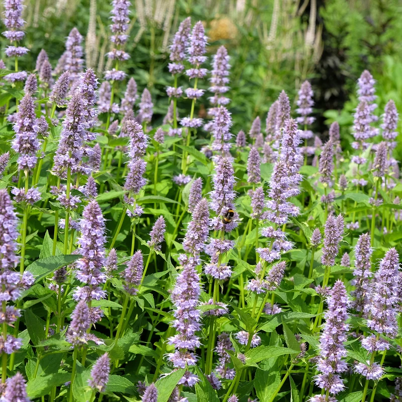 Agastache fenouil