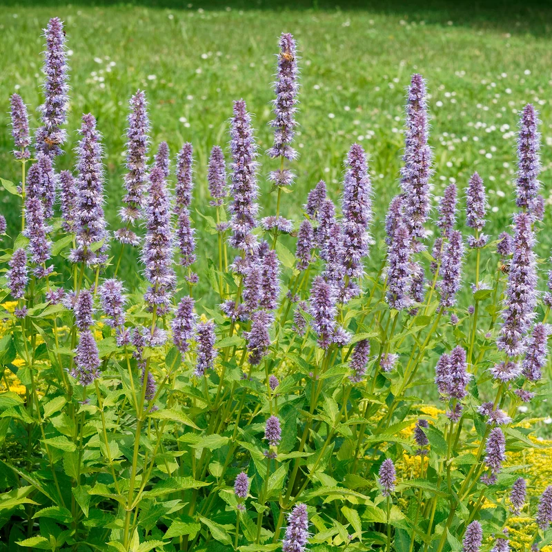 Agastache fenouil