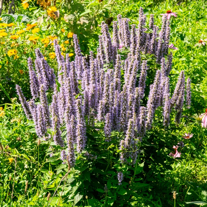 Agastache fenouil