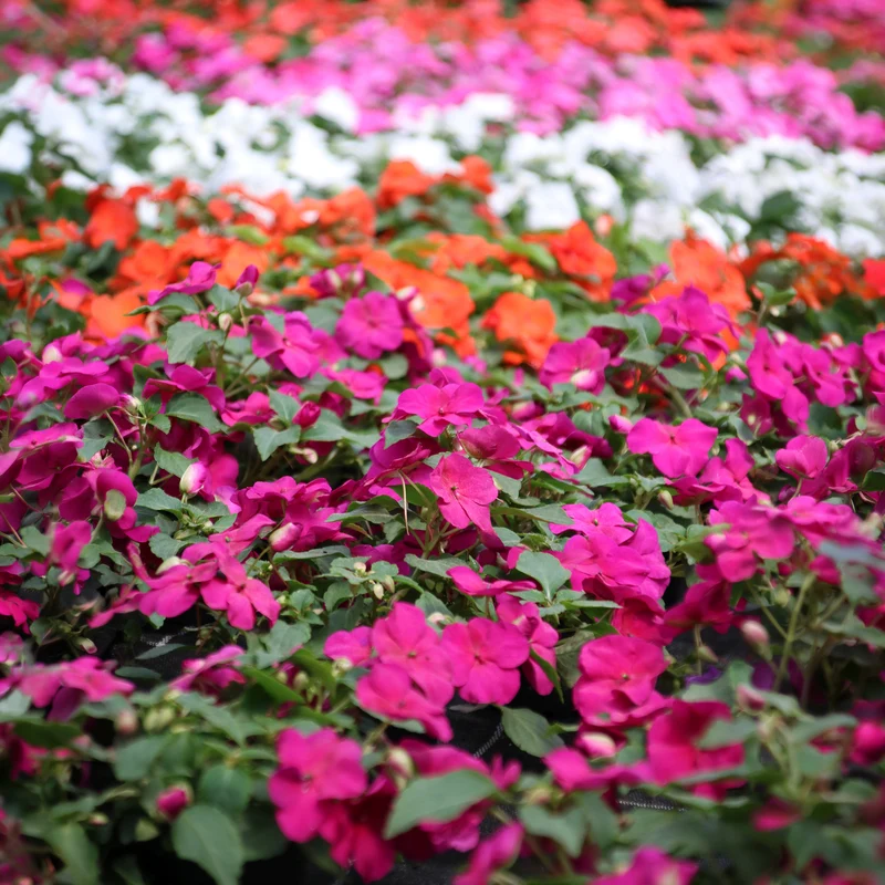 Impatiens du sultan Colour Cocktail en mélange