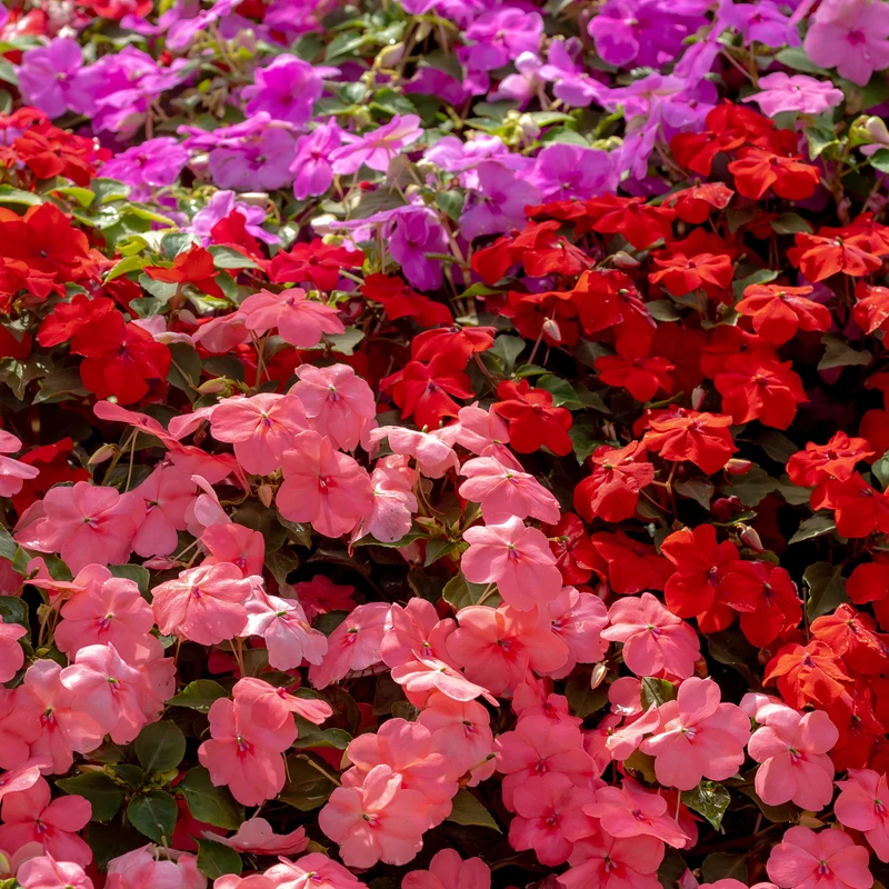 Impatiens du sultan Colour Cocktail en mélange