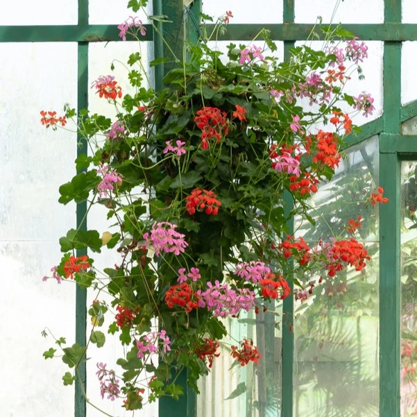 Géranium lierre rouge