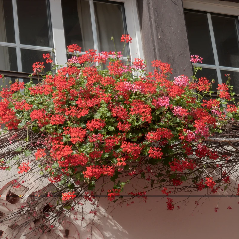 Géranium lierre rouge