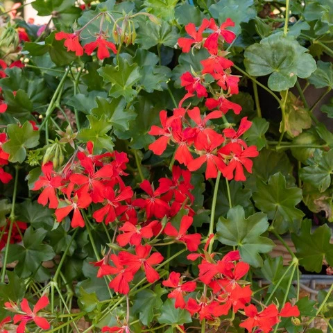 Géranium lierre rouge