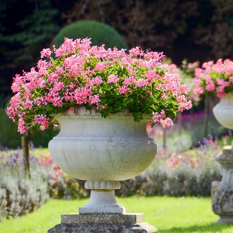 Géranium lierre rose