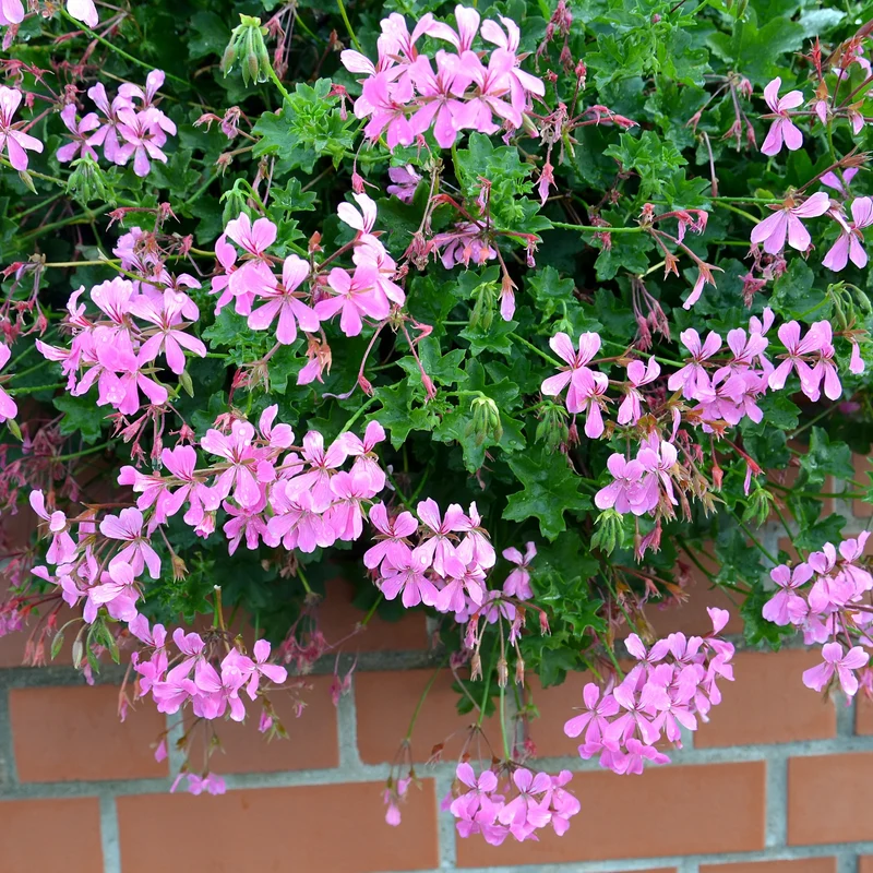 Géranium lierre rose