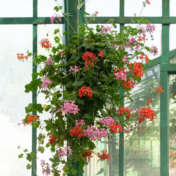 Géranium lierre rose