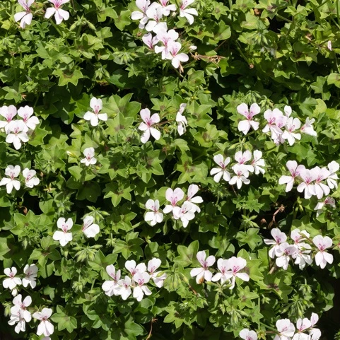 Géranium lierre blanc