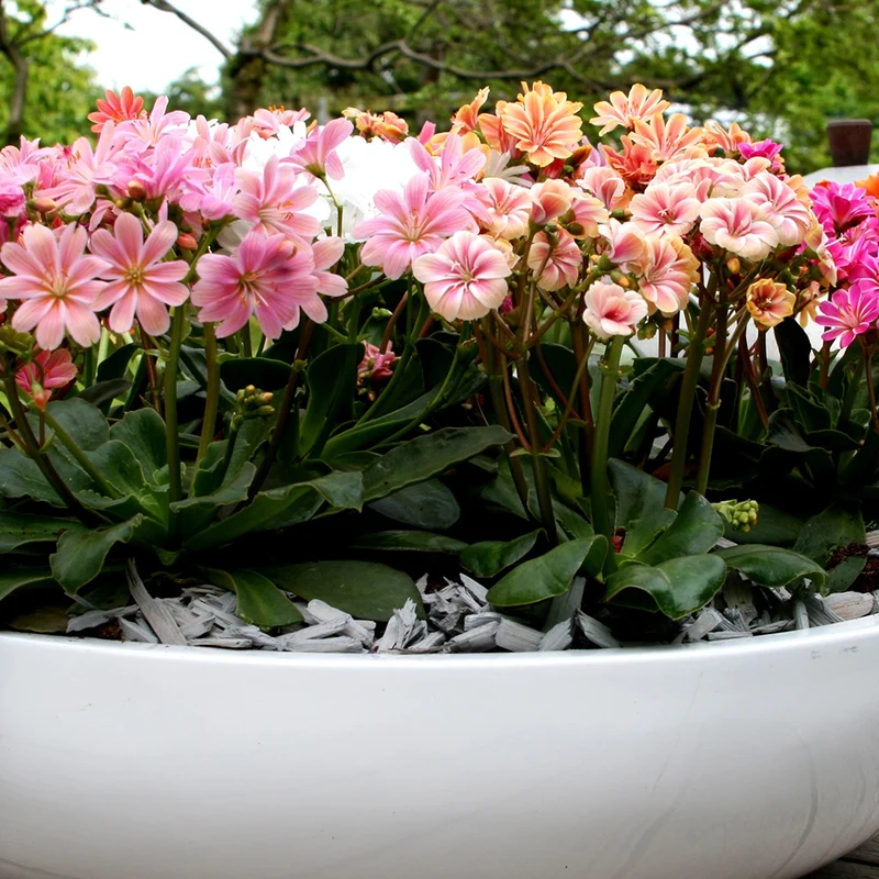 3 Lewisia Elise en mélange